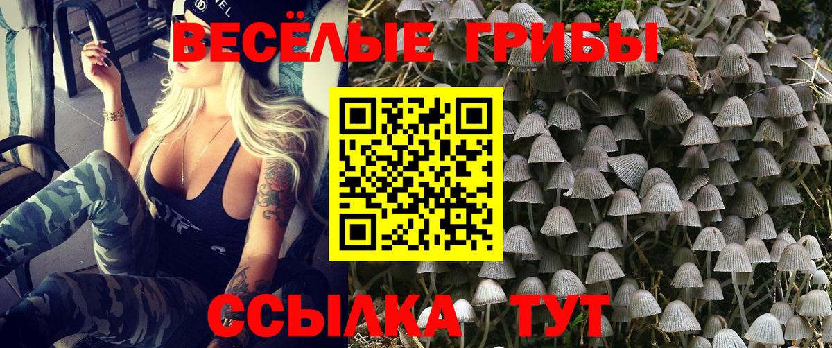 Галлюциногенные грибы ЛСД  где найти наркотики  Новодвинск  Вход с VPN  Псилоцибиновые грибы GOLDEN TEACHER 